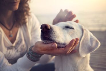 Doga – pratica yoga con il tuo cane!